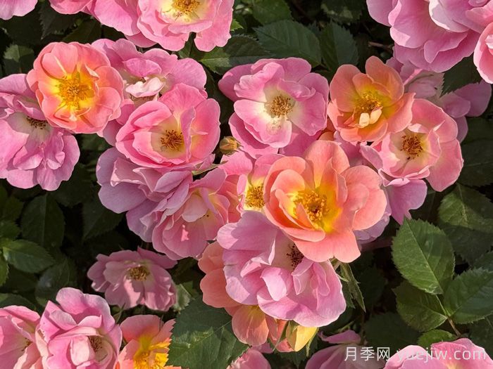 ?西子系列月季，天狼耐濕熱型低維護(hù)月季的培育路(圖1)