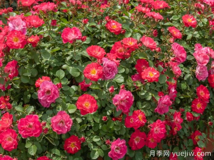 ?西子系列月季，天狼耐濕熱型低維護(hù)月季的培育路(圖5)