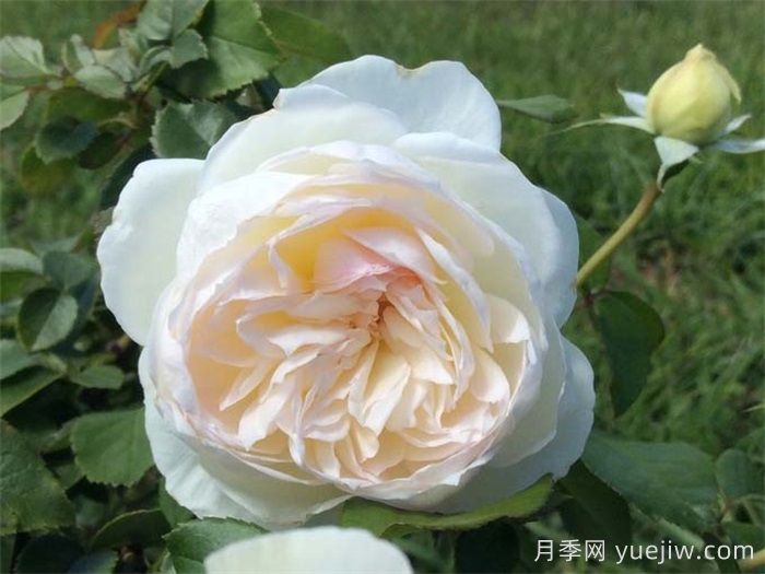 普及12種月季，養(yǎng)不死得小強月季(圖2)