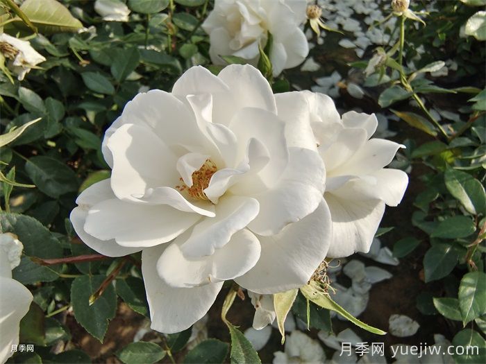 普及12種月季，養(yǎng)不死得小強月季(圖3)