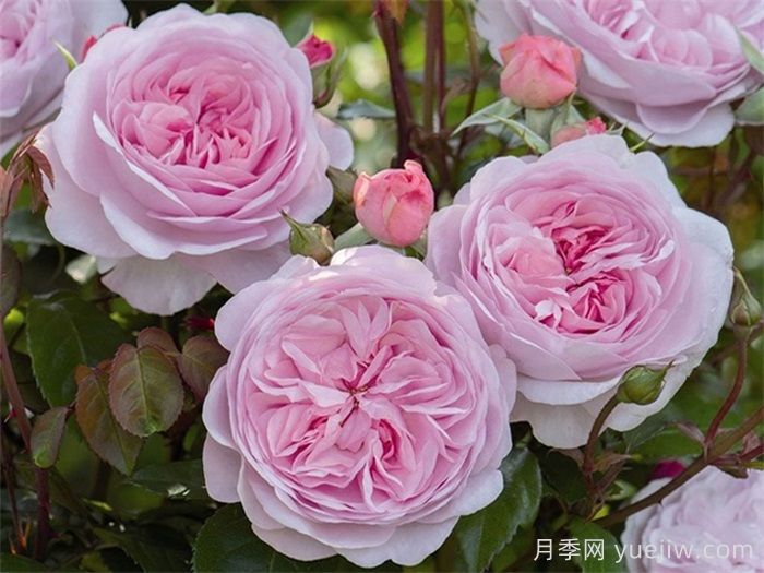 普及12種月季，養(yǎng)不死得小強月季(圖6)