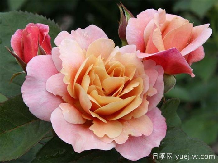 推薦8款復(fù)古柔色月季，色彩獨(dú)特，花型優(yōu)雅(圖1)