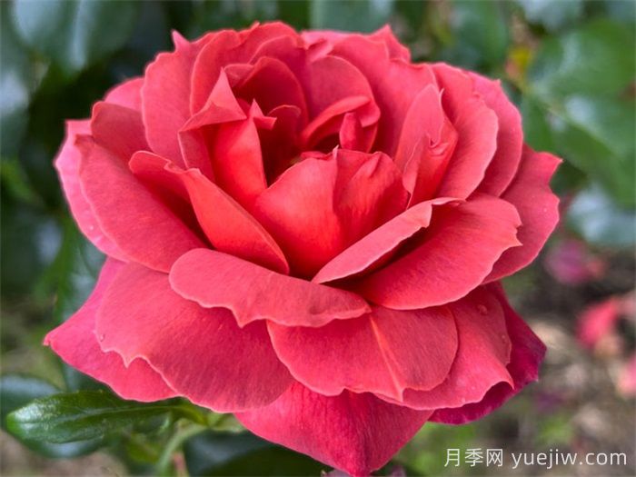 推薦8款復(fù)古柔色月季，色彩獨(dú)特，花型優(yōu)雅(圖3)