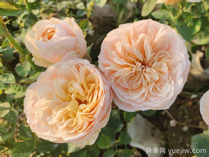 月季介紹，朱麗葉月季(圖1)