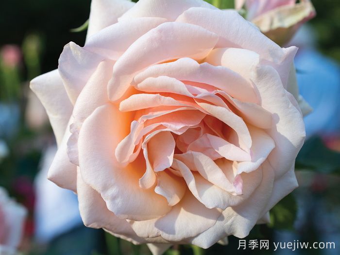 月季介紹，珍珠之母月季(圖1)