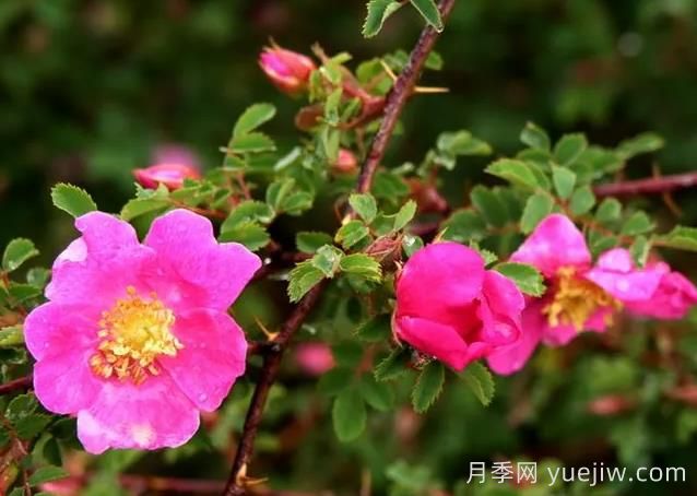 薔薇介紹，擬木香(圖1)