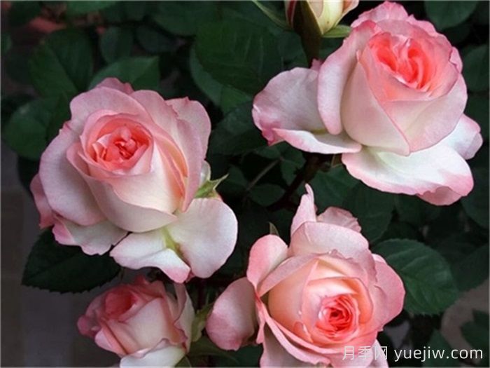 月季介紹，可愛(ài)多月季(圖1)