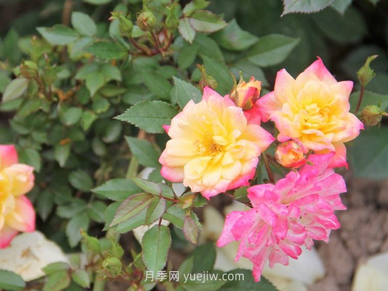 小五彩月季的介紹和優(yōu)缺點(diǎn)(圖1)