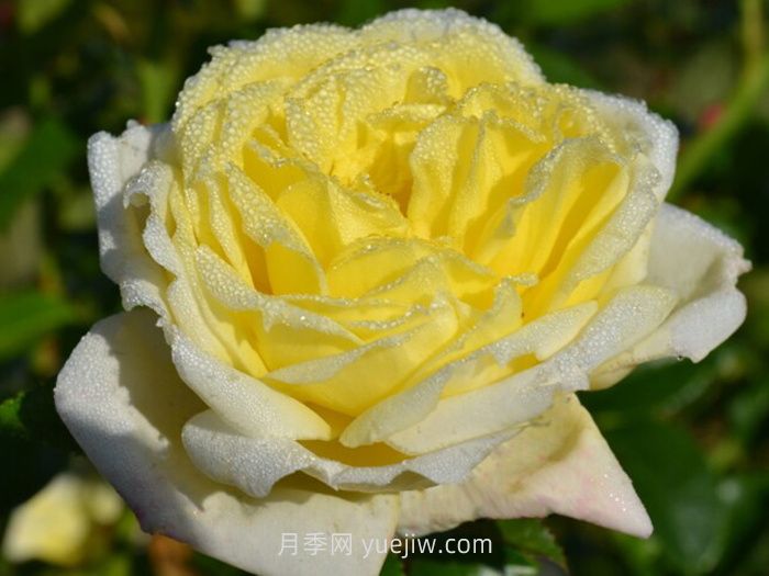?檸檬雪酪月季介紹和優(yōu)缺點(圖1)