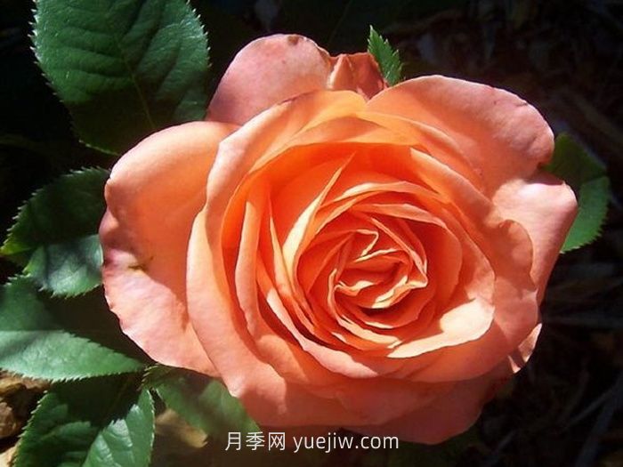 丹陶木瓜月季的介紹和優(yōu)缺點(圖1)