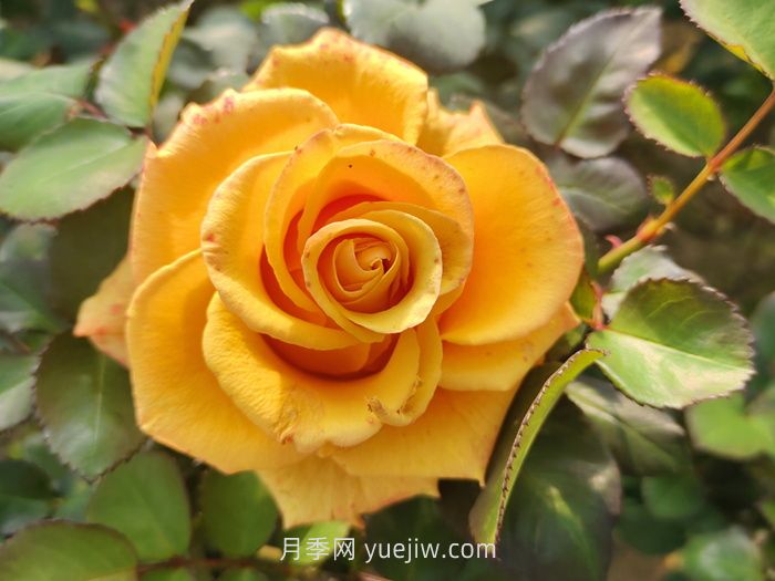 夏日賞花必入！這9款玫瑰讓花期超長(zhǎng)待機(jī)(圖2)