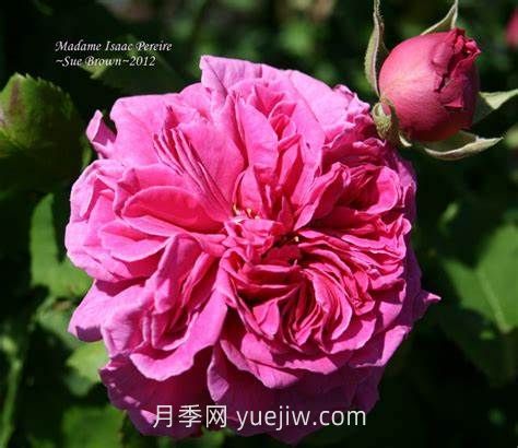 艾薩克太太月季介紹和優(yōu)缺點(圖1)