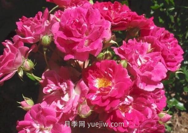 超級埃克塞爾薩月季介紹和優(yōu)缺點(圖1)