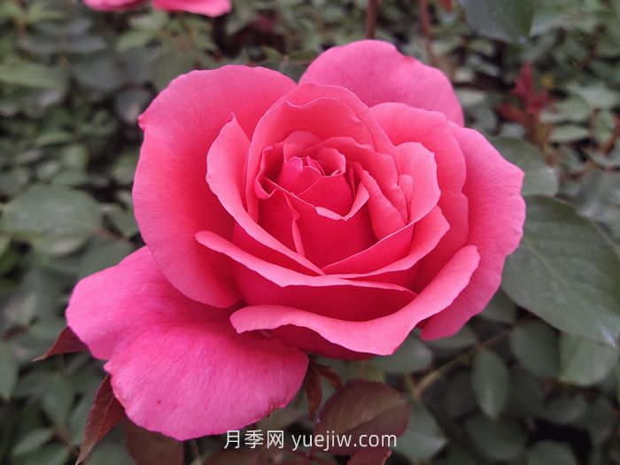 10個(gè)花徑超過(guò)15厘米的月季花品種(圖1)