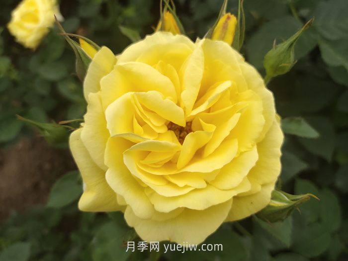 10個(gè)花徑超過(guò)15厘米的月季花品種(圖2)