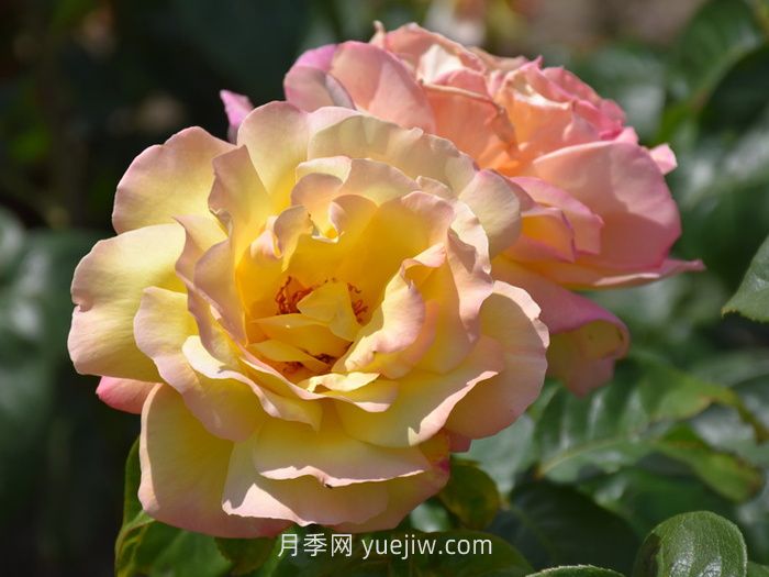 10個(gè)花徑超過(guò)15厘米的月季花品種(圖4)
