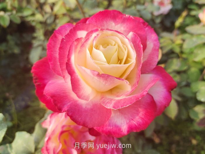 10個(gè)花徑超過(guò)15厘米的月季花品種(圖3)