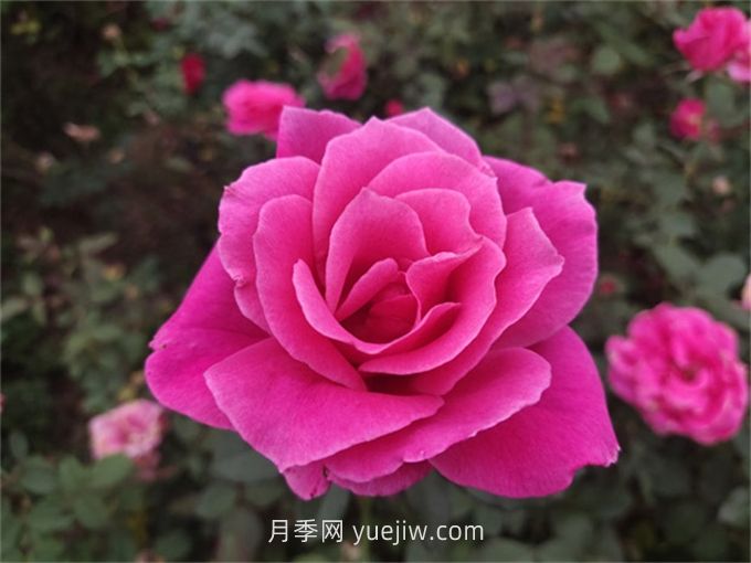 10個(gè)花徑超過(guò)15厘米的月季花品種(圖5)