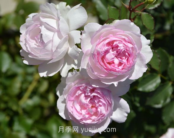 瑪莎月季介紹和優(yōu)缺點(圖1)