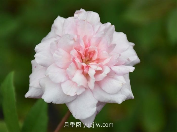 塞西爾布朗納月季介紹和優(yōu)缺點(圖1)