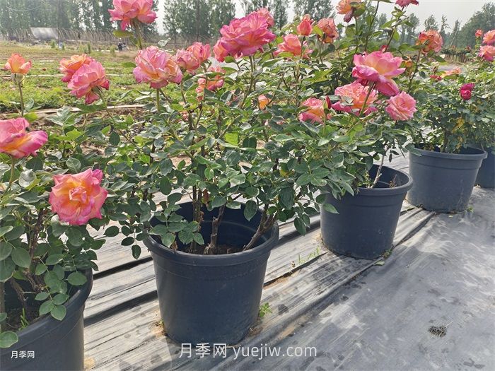 保證月季100%存活的十大養(yǎng)護(hù)絕招(圖1)