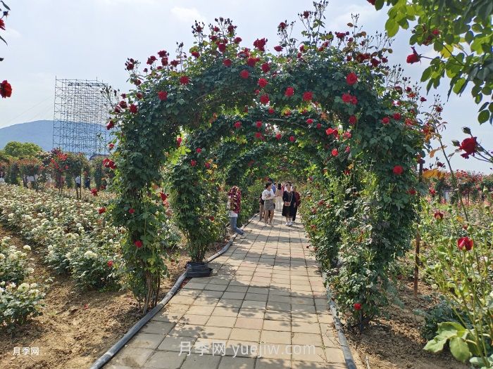 夏季很多月季和花木快速衰弱死亡，是什么原因？(圖1)