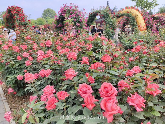 園林花木景觀應用(圖1)