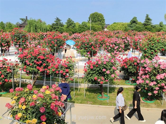 園林花木景觀應用(圖2)