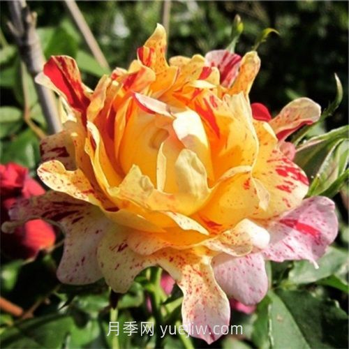 尼梅特月季介紹和優(yōu)缺點(圖1)