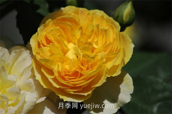 魔力光輝月季介紹和優(yōu)缺點(diǎn)(圖1)