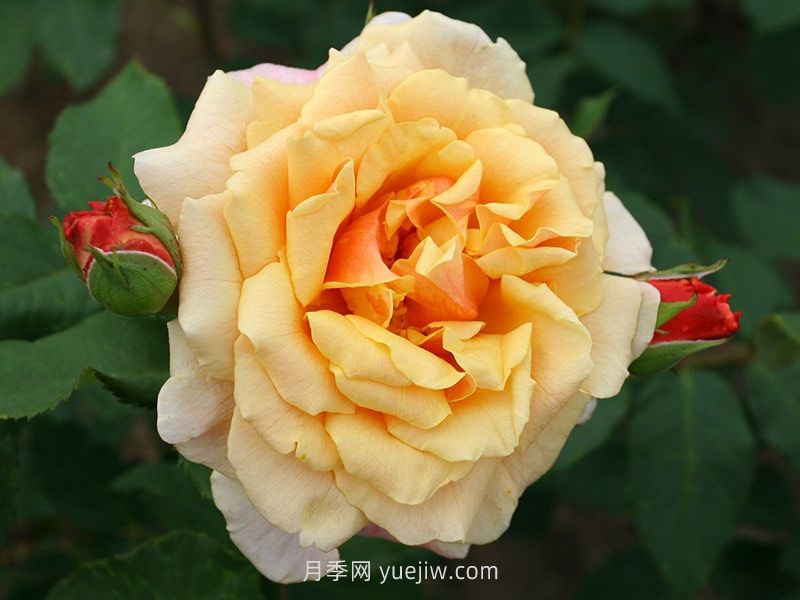 卡梅爾月季介紹和優(yōu)缺點(圖1)