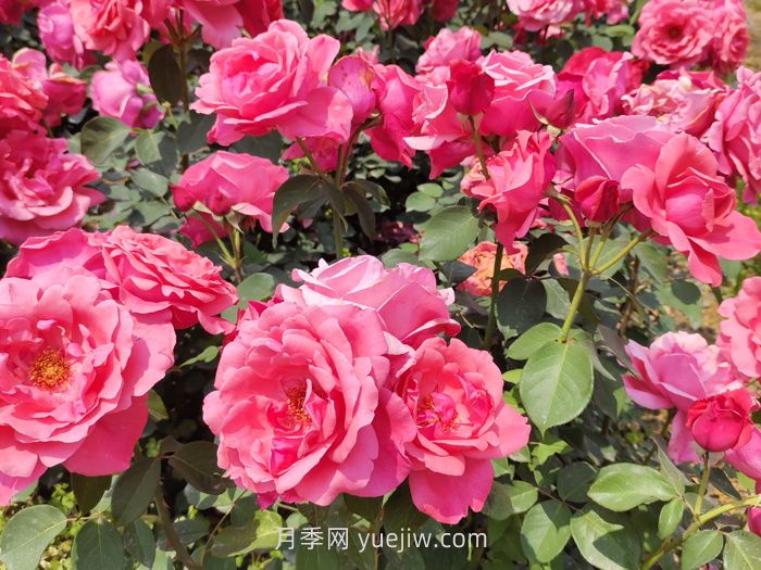 ***常見的粉色月季有什么品種？(圖1)