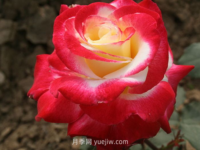 盤點11個強香的月季品種，個個打滿分(圖1)