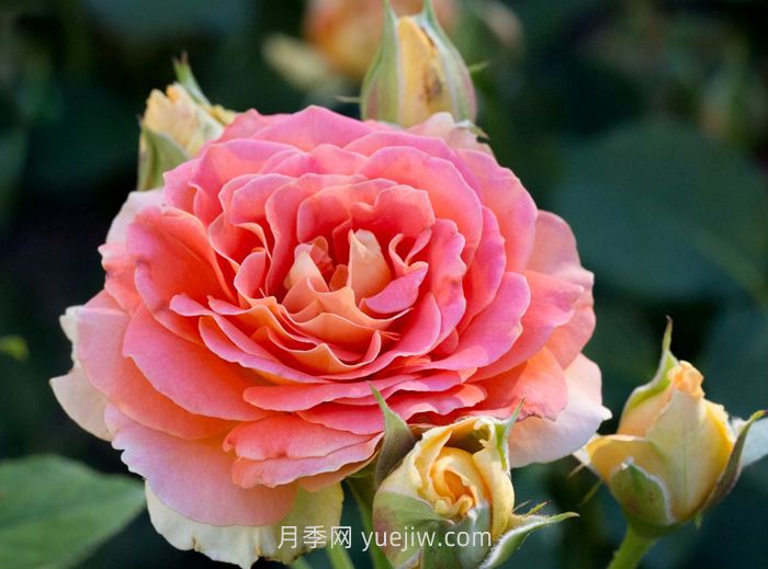 永遠的艾帕索月季和銅管樂隊月季哪個更好？(圖2)