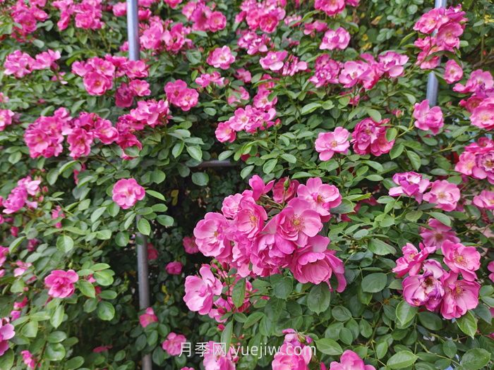 月季花長(zhǎng)出新葉，卻會(huì)打卷，是什么問題？(圖1)