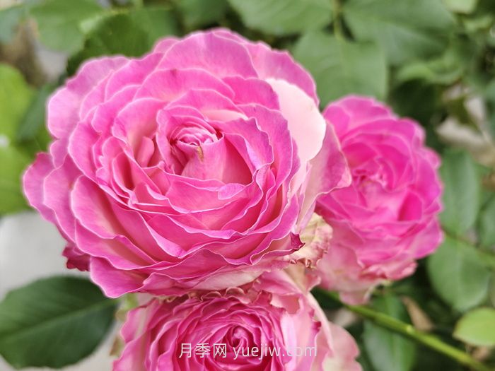 什么是切花月季？切花有哪些品種?(圖2)