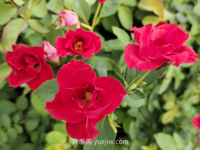 薔薇花是春天開花還是夏天開花？(圖1)