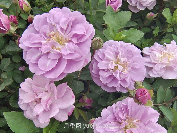 推薦適合陽(yáng)臺(tái)種植的藤本月季品種(圖2)
