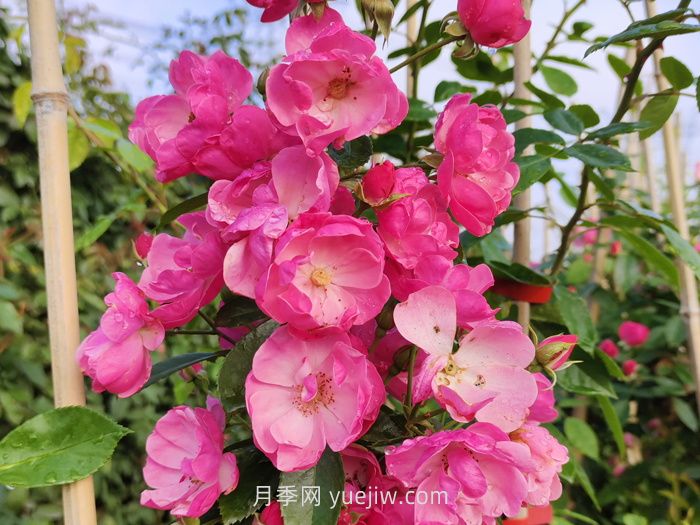推薦適合陽(yáng)臺(tái)種植的藤本月季品種(圖1)
