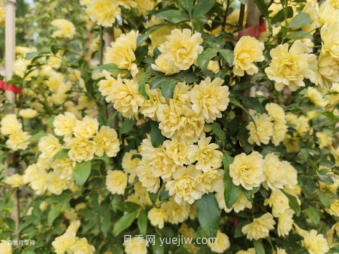 黃木香多久可以開花？黃木香怎樣才能多開花呢？(圖2)