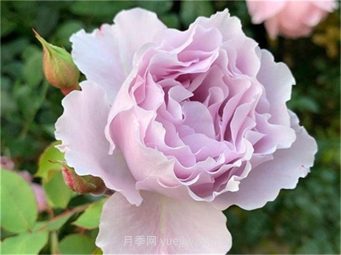 紫色月季花有哪些品種？(圖3)