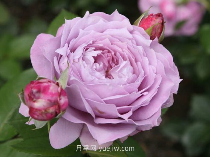 紫色月季花有哪些品種？(圖4)
