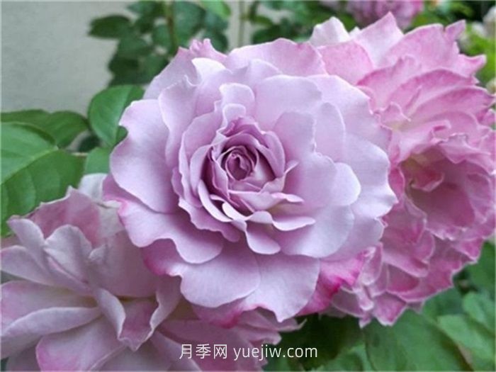 紫色月季花有哪些品種？(圖6)