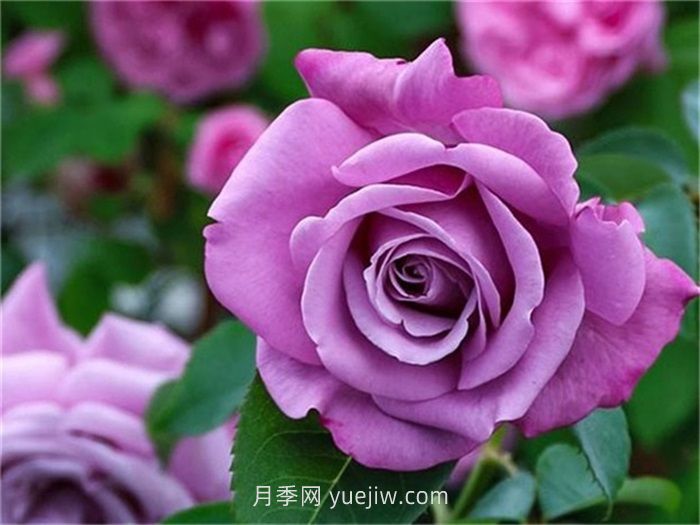 紫色月季花有哪些品種？(圖5)