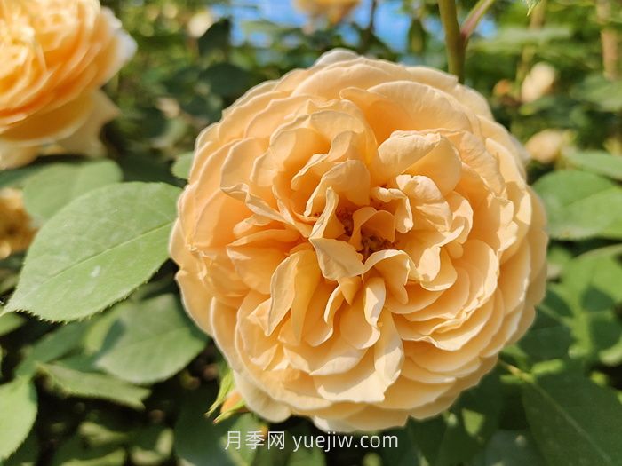 橙色月季哪個(gè)品種花大？(圖1)