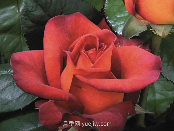 橙色月季哪個(gè)品種花大？(圖3)