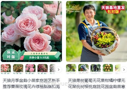  淘寶買月季，請推薦一些可靠的店鋪(圖1)