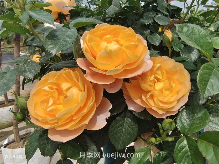 適合安徽種植的四季月季品種有哪些？(圖1)