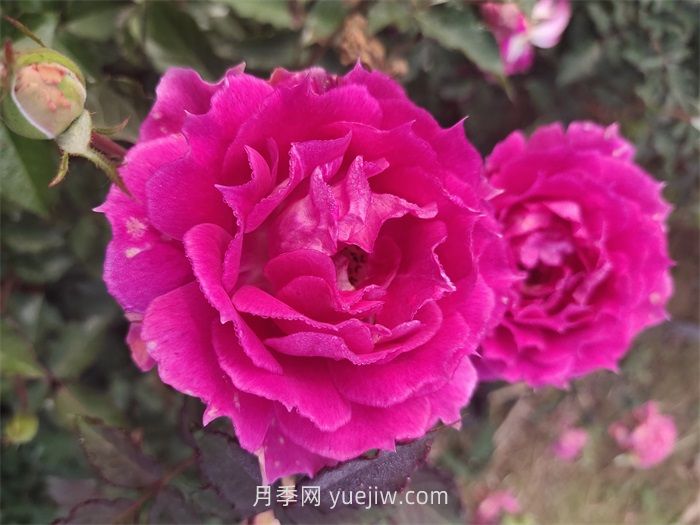 適合安徽種植的四季月季品種有哪些？(圖3)