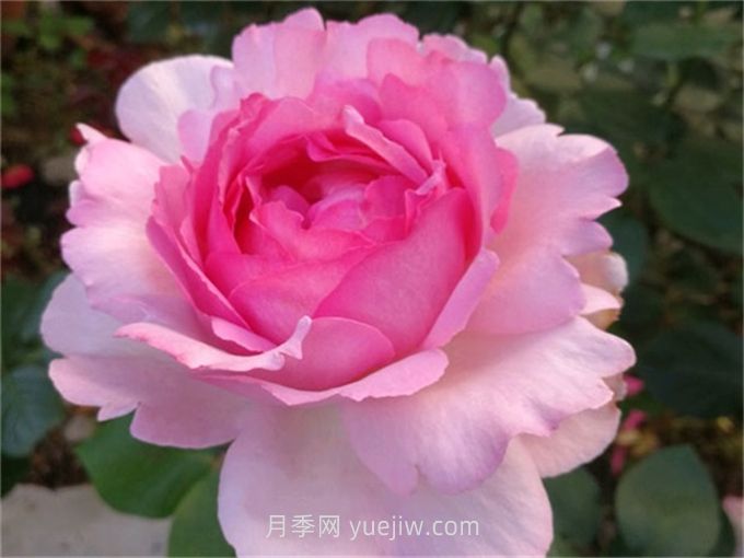 伊芙貴族香水月季介紹和優(yōu)缺點(圖1)